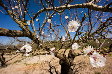 albaricoquero, Prunus armeniaca, Porreres, Mallorca, balearic islands, spain, europe