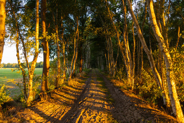 a small avenue on a moor is  illuminated by the morning rays of the sun
