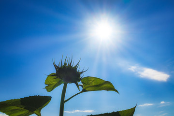 ヒマワリ　太陽　素材