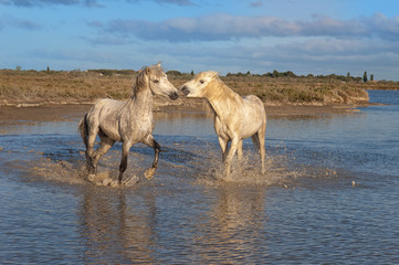 Camargue horses stallions fighting in the water, Bouches du Rhône, France