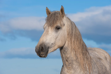Camargue horse stallion, Bouches du Rhône, France