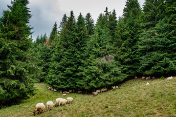 Sheep breeding in the highlands among the Carpathians