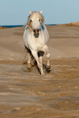Fototapeta na wymiar Camargue horse running on the beach, Bouches du Rhône, France