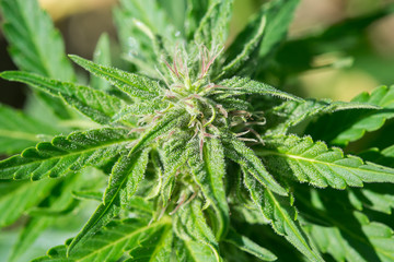 Feminized hemp plant produce industrial hemp flower for CBD. Close-up photo of Cannabis cones with leaves covered with trichomes. Hemp and hemp-derived CBD products are federally legal.