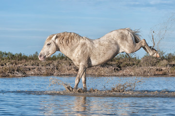 Camargue horse stallion kicking in the water, Bouches du Rhône, France