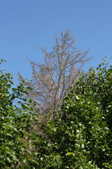 Alte abgestorbene Nadelhölzer und junge grüne Bäume bei blauen Himmel und Sonnenschein in lippetal Büninghausen