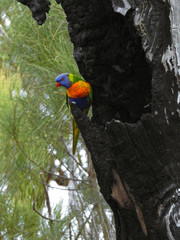 Rainbow Lorikeet in Burnt Tree