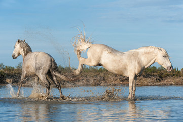 Camargue horse stallion kicking in the water, Bouches du Rhône, France