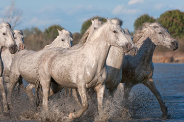 Camargue horses running in the water, Bouches du Rhône, France