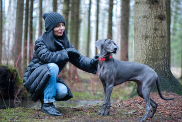  Girl owner training beautiful dog blue Weimaraner breed  outdoors, dog listens to the command and...