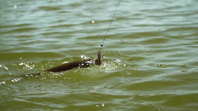 Fish on a hook. Сaught a pike.  Fish on the water surface. 