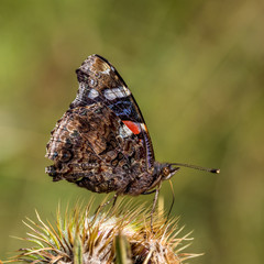 vulcan butterfly gathering on a thistle
