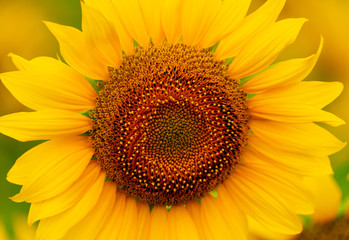 Sunflower blooming close-up photo