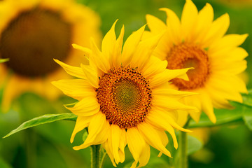 Sunflowers blooming in the field