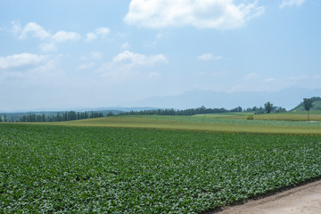 Fototapeta na wymiar 北海道　畑