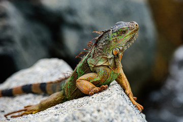 Iguanas warming in the sun on volcanic rocks.