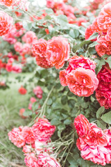 close up photo of  blossom flower