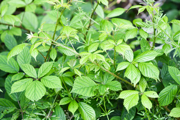 green leaves background