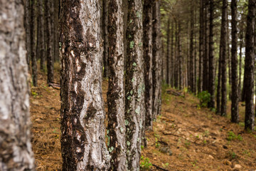 pino Salgareño, pinus nigra, Parque Natural de las Sierras de Cazorla, Segura y Las Villas , provincia de Jaén, Spain