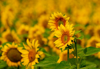 Fototapeta premium Sunflowers blooming in the field