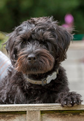 Hampshire, England, UK. August 2020. Portrait of a black borderpoo dog. A cross between a Border Terrier and a Poodle looking over a garden fence.