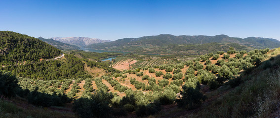 Fototapeta na wymiar olivos, Hornos, parque natural sierras de Cazorla, Segura y Las Villas, Jaen, Andalucia, Spain