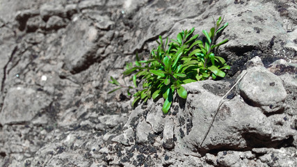 green moss on the stone