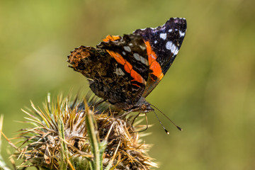 vulcan butterfly gathering on a thistle