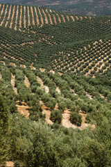 olivos, Iznatoraf, Loma de Ubeda, provincia de Jaén en la comarca de las Villas, spain, europe