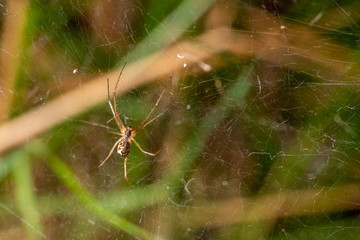 Small spider from below in its web with a green background