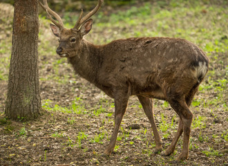 Naklejka na ściany i meble Sika deer Cervus nippon or japanese spotted deer male