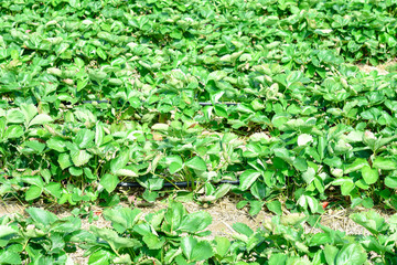 green leaves background