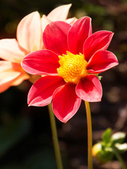 Fototapeta premium Red dahlia flower in bloom close-up view