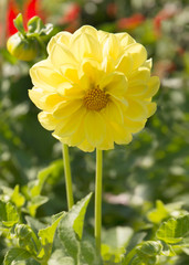 Yellow dahlia flower in bloom close-up view