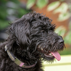 Hampshire, England, UK. August 2020. Portrait of a black borderpoo dog. A cross between a Border Terrier and a Poodle