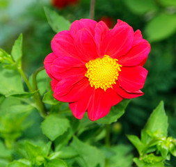 Red dahlia flower in bloom close-up view