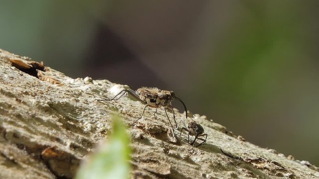 Pin-hole borer beetles, Ambrosia beetles, is insect pests in the mating season.