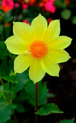 Yellow dahlia flower in bloom close-up view