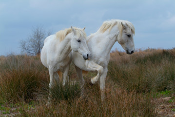 Obraz na płótnie Canvas Camargue white horses, Bouches du Rhône, France