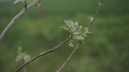 branches of trees with green leaves in the background sky foliage forest landscape leaf nature park sunny wood abstract environment bright