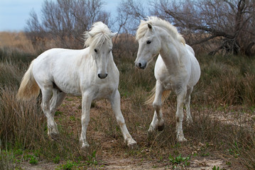 Obraz na płótnie Canvas Camargue white horses, Bouches du Rhône, France