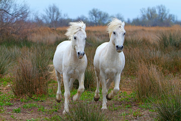 Camargue Horses – Stallions; Camargue ; Bouches du Rhône ; France.