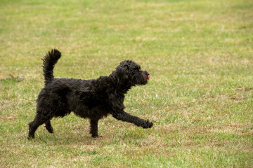 Hampshire, England, UK. August 2020. Portrait of a black borderpoo dog. A cross between a Border Terrier and a Poodle running on grass