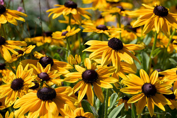 Close-up of yellow and black Rudbeckia hirta (Blackeyed susan) on a green background.