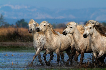 Obraz premium Camargue white horses in a marsh, Bouches du Rhône, France