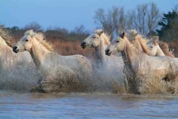 Camargue white horses running in the water, Bouches du Rhône, France
