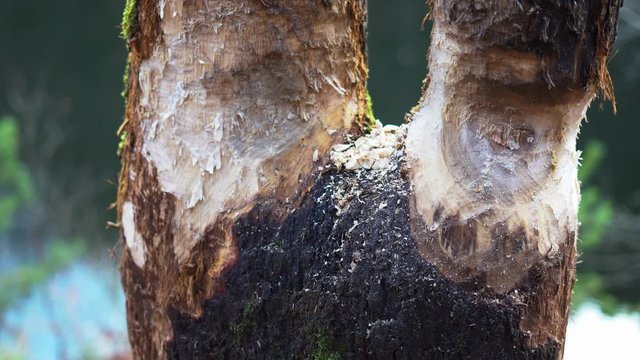 Close up of a tree trunk eaten by beavers