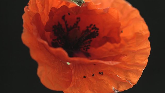 Beautiful Spring Red Poppy flower opening timelapse, close up. Time lapse of Easter fresh blooming Poppy flower closeup. Isolated On black background. Gardening. 4K UHD video