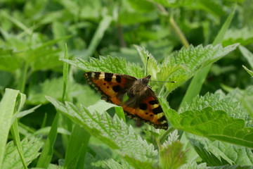 Papillon sur orties © Ds