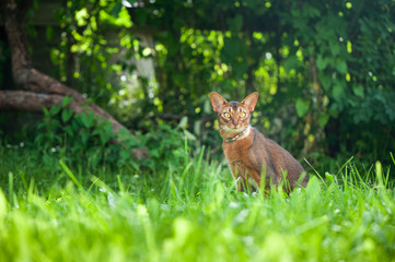 Naklejka na ściany i meble Abyssinian cat in collar, walking in juicy green grass. High quality advertising stock photo. Pets walking in the summer, space for text
